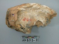 藏品(貝類)的圖片